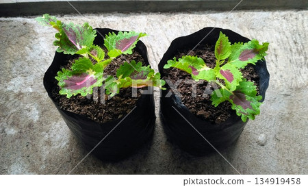 Two Coleus Ornamental Plants in Black Polybags for Nursery Sale 134919458