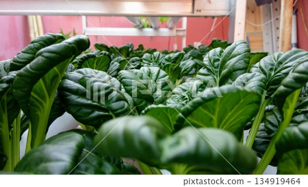 Lush Green Tatsoi Rosette Leaves Close Up in Hydroponic Garden Lush Green Tatsoi Rosette Leaves Close Up in Hydroponic Garden 134919464