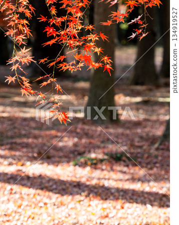 Brightly colored autumn leaves shining on a clear autumn day Brightly colored autumn leaves shining on a clear autumn day 134919527