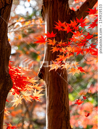 Brightly colored autumn leaves shining on a clear autumn day 134919533