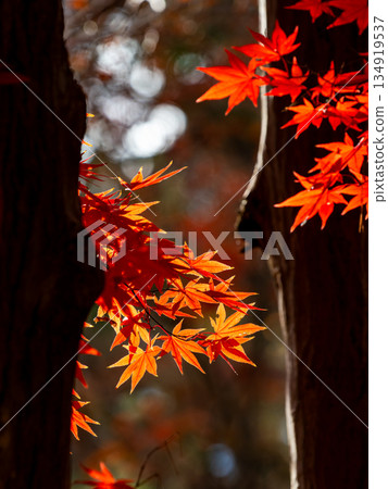 Brightly colored autumn leaves shining on a clear autumn day 134919537