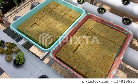 Preparing Seedling Trays for Transplant into Hydroponic Pipe System Preparing Seedling Trays for Transplant into Hydroponic Pipe System 134919656