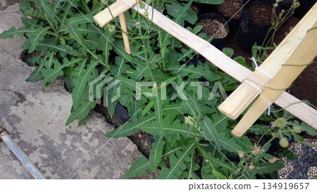 Tempuyung Sonchus Arvensis Medicinal Herb Growing in Polybags for Herbal Medicine Tempuyung Sonchus Arvensis Medicinal Herb Growing in Polybags for Herbal Medicine 134919657