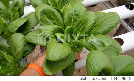 Hand Holding Freshly Harvested Hydroponic Pak Choi in Greenhouse Hand Holding Freshly Harvested Hydroponic Pak Choi in Greenhouse 134919660