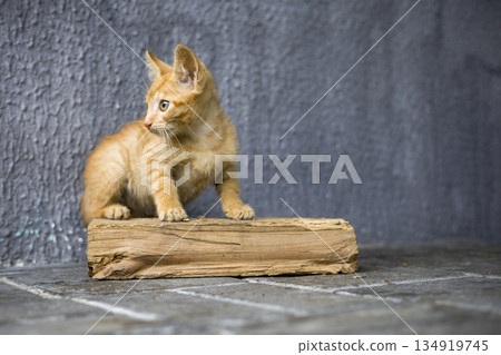 An orange cat rests on a wooden block in a gray area with a textured wall. The cat is focused to the side, showing curiosity and alertness An orange cat rests on a wooden block in a gray area with a textured wall. The cat is focused to the side, showing curiosity and alertness 134919745