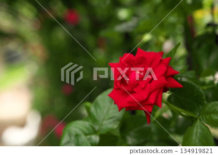 初夏盛開的五彩玫瑰 ‗250608_114 134919821