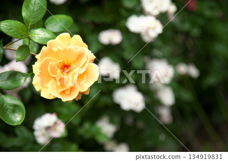 Colorful roses blooming in early summer ‗250608_124 134919831