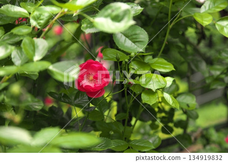 Colorful roses blooming in early summer ‗250608_125 134919832