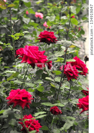 初夏盛開的五彩玫瑰 ‗250608_140 初夏盛開的五彩玫瑰 ‗250608_140 134919847
