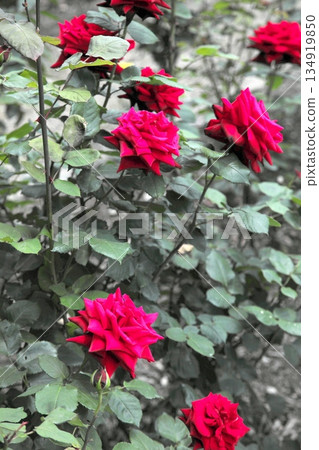 初夏盛開的五彩玫瑰 ‗250608_143 初夏盛開的五彩玫瑰 ‗250608_143 134919850