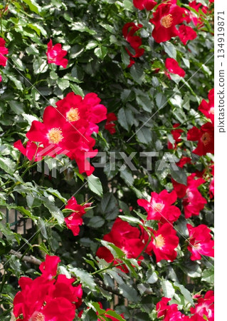 初夏盛開的五彩玫瑰 ‗250608_164 134919871