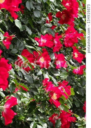 Colorful roses blooming in early summer ‗250608_166 134919873