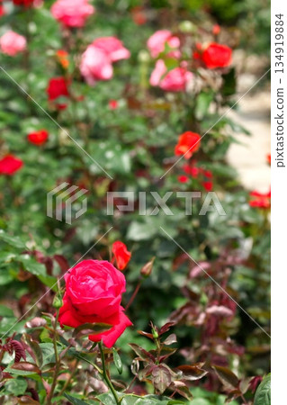 Colorful roses blooming in early summer ‗250608_177 Colorful roses blooming in early summer ‗250608_177 134919884