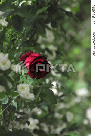 初夏盛開的五彩玫瑰 ‗250608_189 134919896