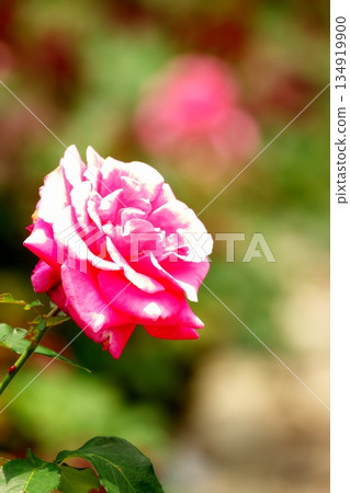 初夏盛開的五彩玫瑰 ‗250608_198 初夏盛開的五彩玫瑰 ‗250608_198 134919900
