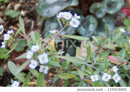 Close-up of small white flowers of alyssum blooming in the garden Close-up of small white flowers of alyssum blooming in the garden 134919905