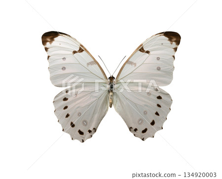 butterfly morpho luna butler isolated on white background butterfly morpho luna butler isolated on white background 134920003