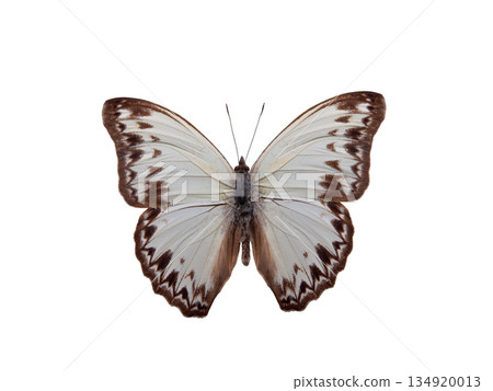butterfly Cymothoe caenis isolated on white background butterfly Cymothoe caenis isolated on white background 134920013