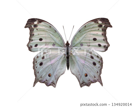 butterfly salamis anacardi isolated on white background butterfly salamis anacardi isolated on white background 134920014
