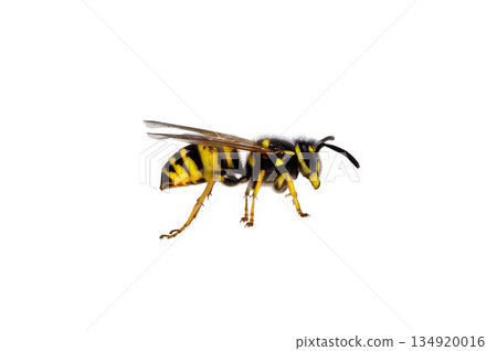 Wasp isolated on white background Wasp isolated on white background 134920016