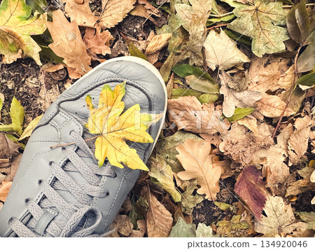 Gray sneaker on fallen autumn leaves. Gray sneaker on fallen autumn leaves. 134920046