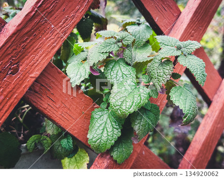 Mint leaves growing through a wooden lattice in a garden. 134920062