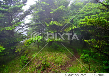 相高山脈越前岳，山霧森林，西脊步道 134920069
