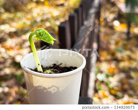 Seedling sprouting in a cup with blurred autumn background. Seedling sprouting in a cup with blurred autumn background. 134920073