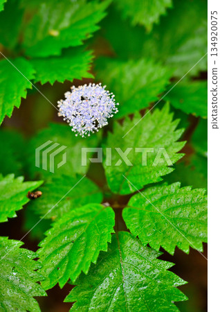 愛居山脈的越前山,繡球花(Hydrangea macrocarpa),繡球科 愛居山脈的越前山,繡球花(Hydrangea macrocarpa),繡球科 134920075