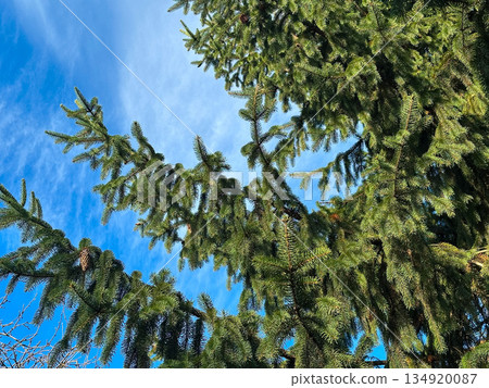 Pine tree branches against a clear blue sky. Pine tree branches against a clear blue sky. 134920087