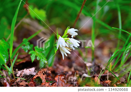 Mount Echizen in the Aitaka Mountains, Orchidaceae, Onoe Orchid Mount Echizen in the Aitaka Mountains, Orchidaceae, Onoe Orchid 134920088