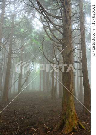 相鷹山脈高場莊山脊上，雲霧繚繞的柏樹林 134920101