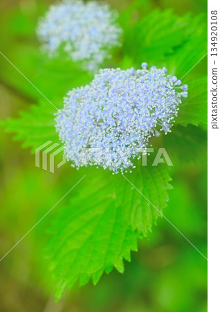 High in the Ashitaka Mountains, Hydrangea macrocarpa (Hydrangeaceae) High in the Ashitaka Mountains, Hydrangea macrocarpa (Hydrangeaceae) 134920108