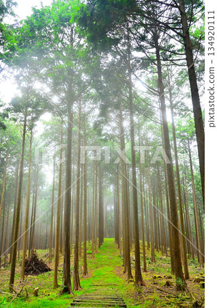Ashitaka Mountains, Fuji Hinoki Forest, Green Promenade Ashitaka Mountains, Fuji Hinoki Forest, Green Promenade 134920111