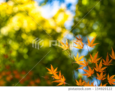 Bamboo forest and vibrant autumn leaves Bamboo forest and vibrant autumn leaves 134920122