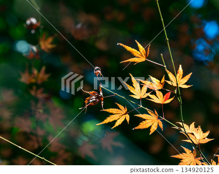 Bamboo forest and vibrant autumn leaves 134920125