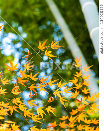 竹林與絢麗的秋葉 竹林與絢麗的秋葉 134920136