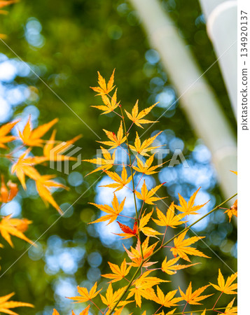 竹林與絢麗的秋葉 竹林與絢麗的秋葉 134920137