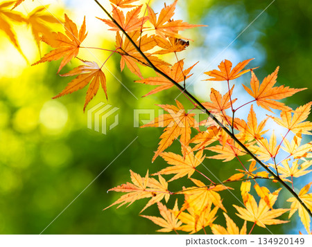 Bamboo forest and vibrant autumn leaves Bamboo forest and vibrant autumn leaves 134920149
