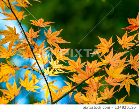 Bamboo forest and vibrant autumn leaves Bamboo forest and vibrant autumn leaves 134920150