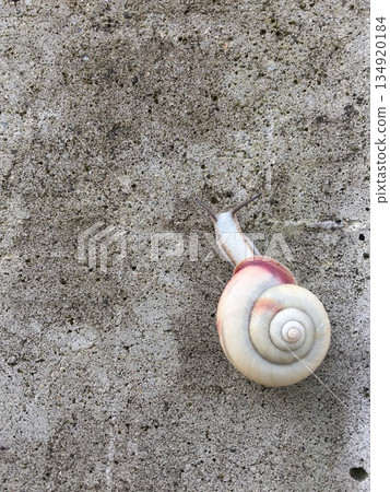 snails snails 134920184