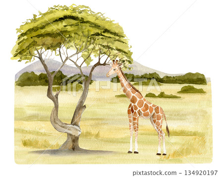 Hand drawn watercolor illustration of a giraffe beside an acacia tree with African savanna landscape Hand drawn watercolor illustration of a giraffe beside an acacia tree with African savanna landscape 134920197