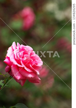 初夏盛開的五彩玫瑰 ‗250608_268 134920205