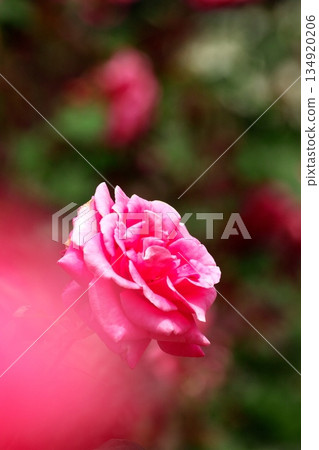 初夏盛開的五彩玫瑰 ‗250608_267 134920206