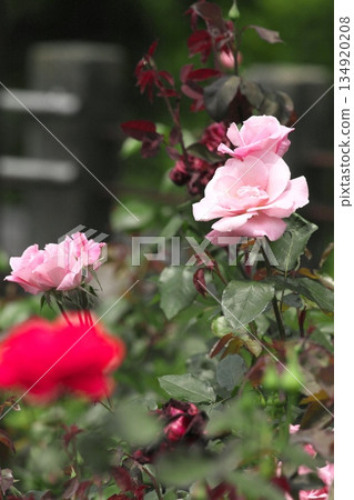 Colorful roses blooming in early summer ‗250608_265 134920208