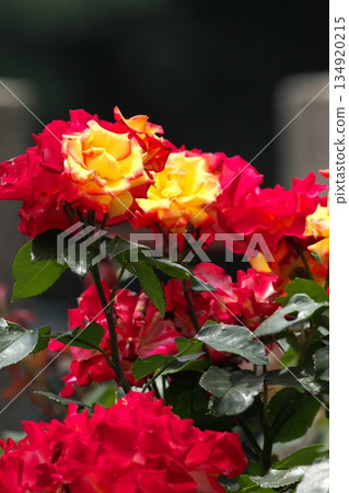 Colorful roses blooming in early summer ‗250608_258 134920215
