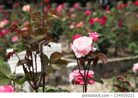 Colorful roses blooming in early summer ‗250608_252 Colorful roses blooming in early summer ‗250608_252 134920221