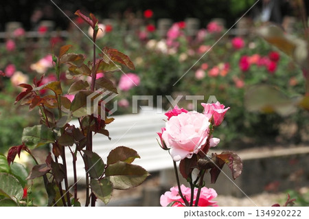 Colorful roses blooming in early summer ‗250608_251 Colorful roses blooming in early summer ‗250608_251 134920222