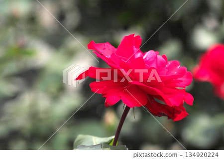 初夏盛開的五彩玫瑰 ‗250608_249 134920224