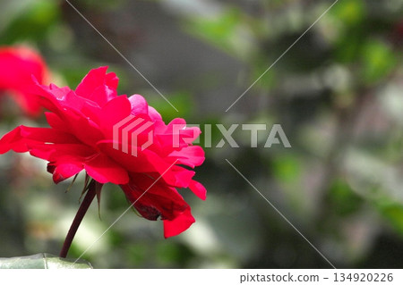 初夏盛開的五彩玫瑰 ‗250608_293 134920226